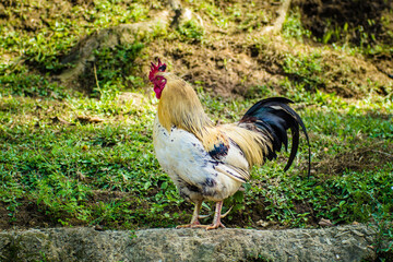 white rooster standing on the farm