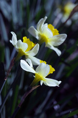 Fototapeta premium Colorful blossom in spring garden