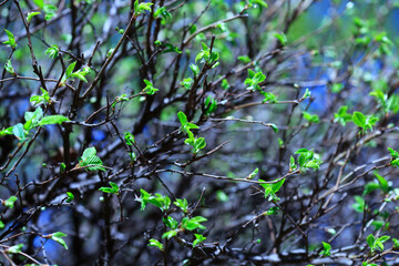 Colorful blossom in spring garden