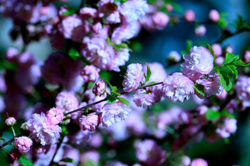 Colorful blossom in spring garden
