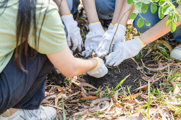 Naklejka premium Group planting a tree in the community, Volunteers Preparing to Plant Trees, Young woman team volunteer planting tree, female volunteer team in park for charity event
