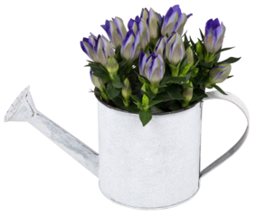 Flowers in a potted watering can decorate the garden cut out isolated transparent background