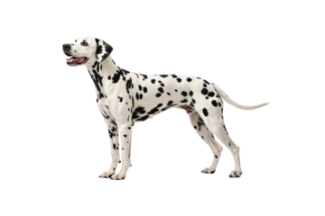 A cheerful Dalmatian stands alert, its sleek white coat dotted with bold black spots, isolated on a transparent background