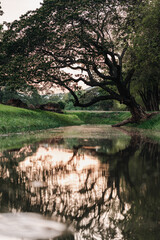 Tree branches reaching across the sky with vibrant green leaves basking in golden sunlight symbolizing environmental conservation sustainability Earth Day, importance of protecting natural resources