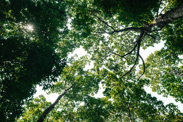 Tree branches reaching across the sky with vibrant green leaves basking in golden sunlight symbolizing environmental conservation sustainability Earth Day, importance of protecting natural resources