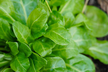 Close-up of Fresh Spinach Bunch.