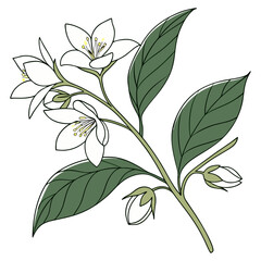 Lemon Blossom with Leaves Vector Illustration