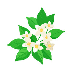 Fresh Lemon Blossom with Leaves Vector