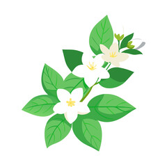 Fresh Lemon Blossom with Leaves Vector