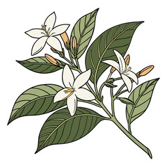 Lemon Blossom Branch with Green Leaves Vector