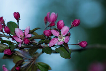 pink and white flowers