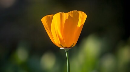 Fototapeta premium Vibrant Orange California Poppy Flower Close Up