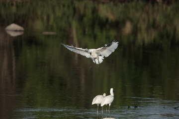 Graceful Spoonbill Bird Flying Over Calm Water in Natural Habitat