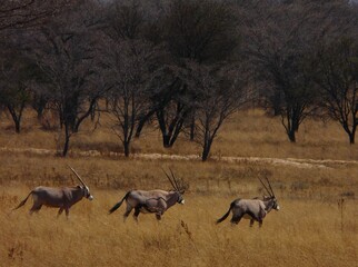 Oryx Antelopes in African Savannah at Sunset Near Bare Trees