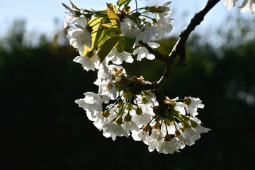 Obraz premium Cerisier en lumière