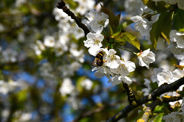 Le printemps