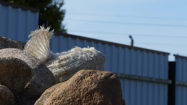 White domestic chickens molt outside