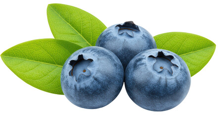 Isolated Trio of Blueberries with Green Leaves