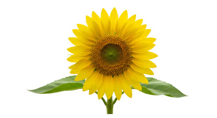 Fototapeta premium Single sunflower isolated on black background