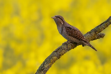 Eurasian Wryneck on Lichen Branch