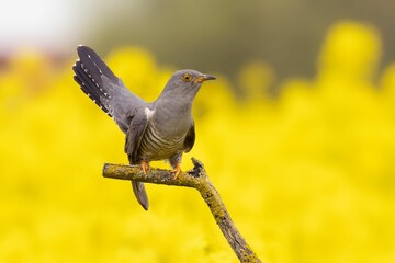 Cuckoo Bird on Branch Against Yellow Background