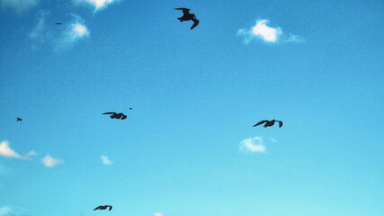 Dark Birds - Omen of Death