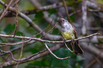A crested bird perched on a leafless branch, intrigued, staring at the camera