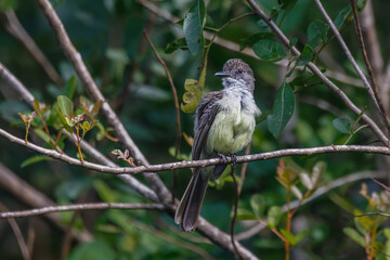 A crested bird perched on a bare branch, quietly observing its surroundings