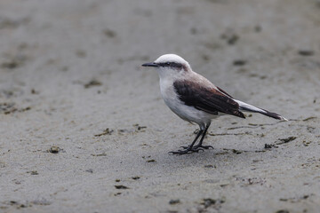A softly hued bird inspects the sandy riverbank, searching for insects