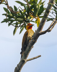 A colorful woodpecker is climbing a tree branch in search of food