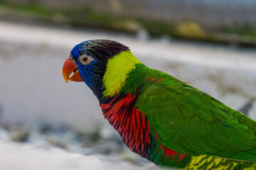 Close up Portrat of a Loriini Rainbow Lorikeet bird in a Zoo