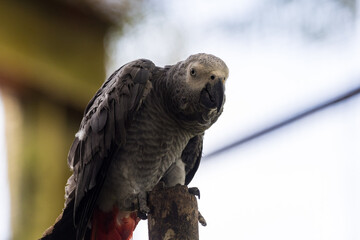 Grey parrot perching on a branch