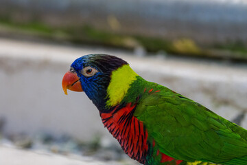 Close up Portrat of a Loriini Rainbow Lorikeet bird in a Zoo