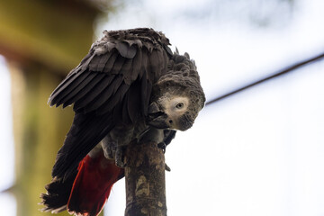 Grey parrot perching on a branch