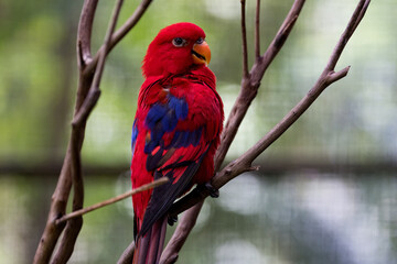 The red lory is a species of parrot in the family Psittaculidae.