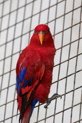The red lory is a species of parrot in the family Psittaculidae.