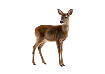 Roe Deer Image: High-Resolution Wildlife Photo transparent background