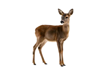 Selbstklebende Fototapeten Roe Deer Image: High-Resolution Wildlife Photo transparent background © mahboob