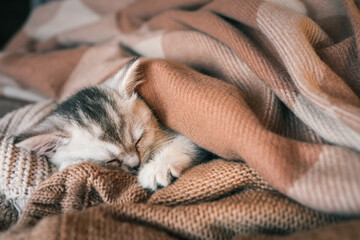 Obraz premium Close-up of a sleeping kitten curled up in cozy brown and beige knit blankets, capturing a peaceful and heartwarming moment