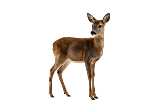Roe Deer Image: High-Resolution Wildlife Photo transparent background