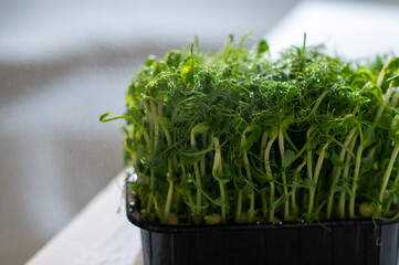 Fresh pea microgreens in a black container being misted with water. Vibrant green sprouts with...