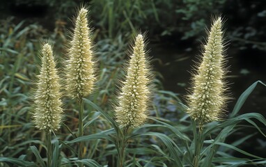 Creamy White Tall Grass Flowers Botanical Closeup