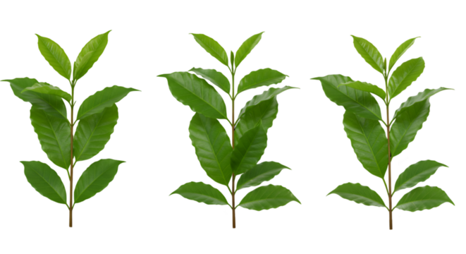 Three green plant sprigs isolated