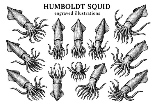 Engravings of Humboldt squid showcasing intricate details and unique features in a stunning collection of marine art