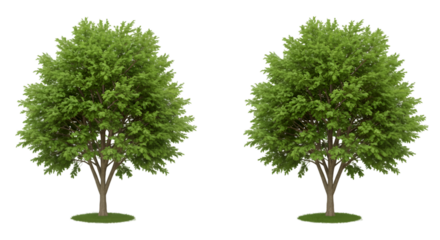 Two green trees isolated background
