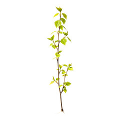 Young tree sapling with thin green stem