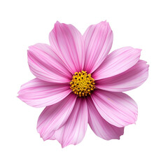 Obraz premium Pink Cosmos Flower Isolated on Black Background,
