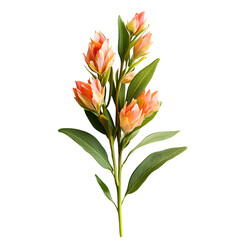 Fototapeta premium Elegant Alstroemeria flowers on black background