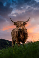 epic scottish highland cattle during a spring sunset in Emmental, Switzerland