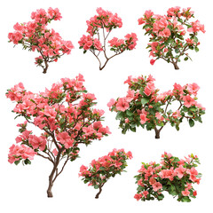 Fototapeta premium Pink Azalea bushes various sizes black background,